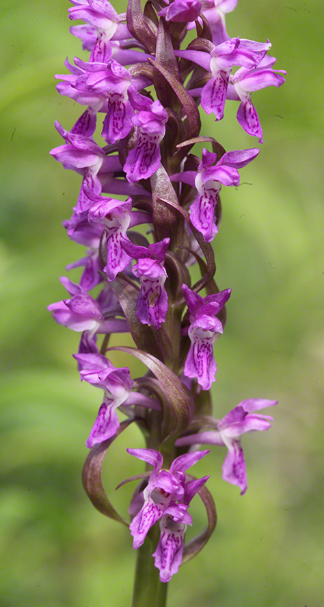 Dactylorhiza incarnata – Fleisch-Fingerwurz